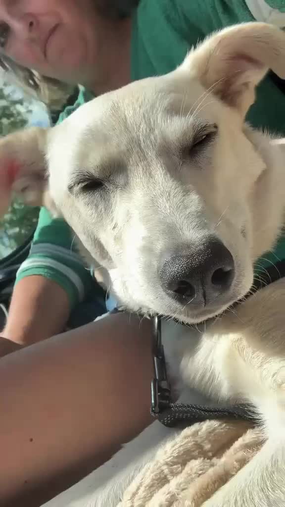 Mixed Breed dogs for adoption: ❤️TOSCA❤️ - THE LOVELIEST  GIRL NEEDS A NEW HOME in Mansfield - Video 2