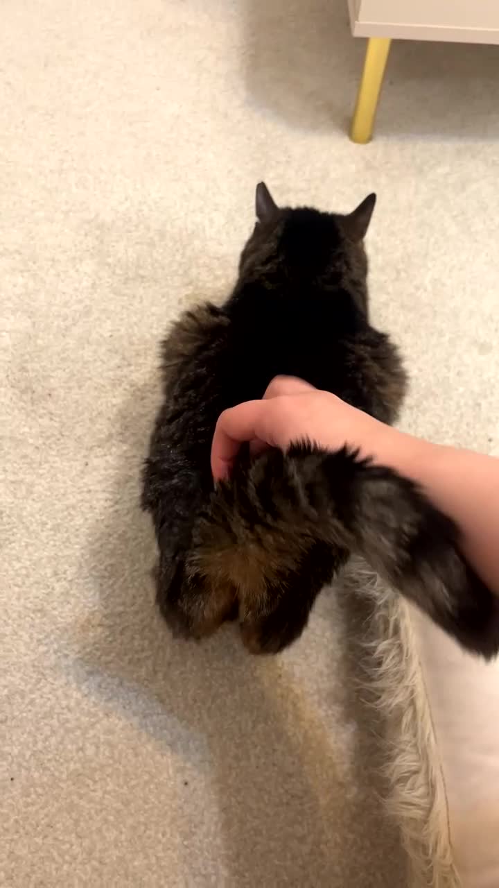 American Shorthair cats for sale: Pishi looking for lovely home - Video 1