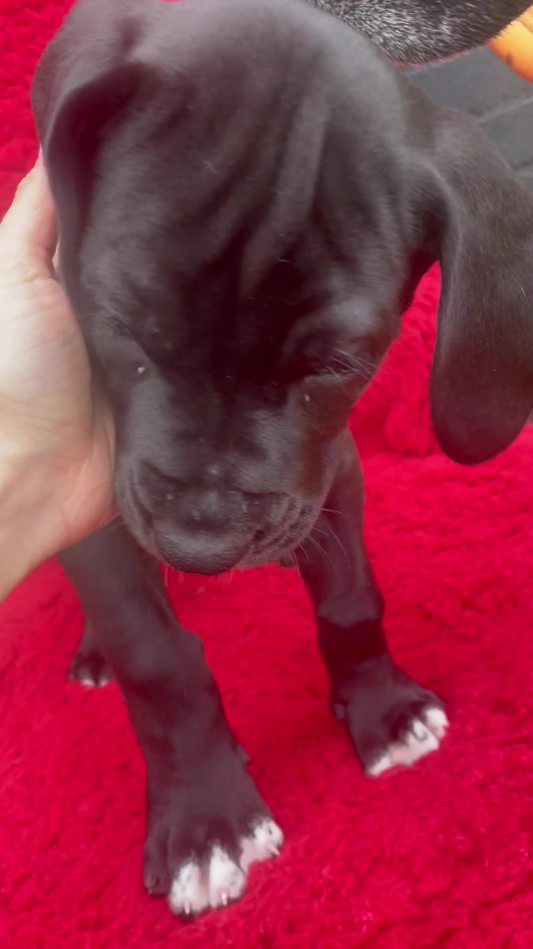 Great Dane dogs for sale: KC reg/pedigree Great Danes black - READY NOW - Video 4