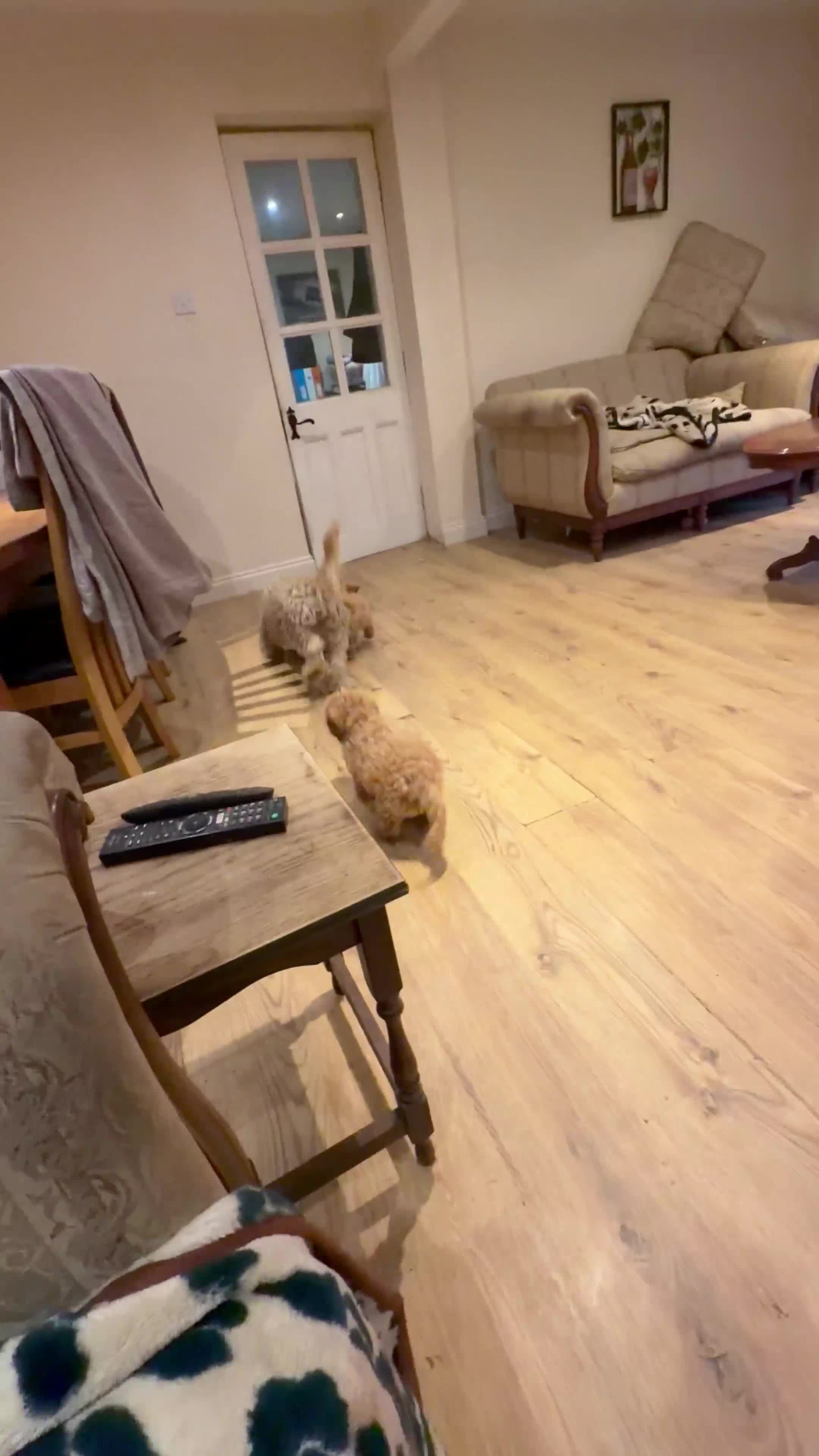 Cockapoo dogs for sale: ✨NOW READY 2 LEFT Golden Cockapoo Puppies✨ - Video 2