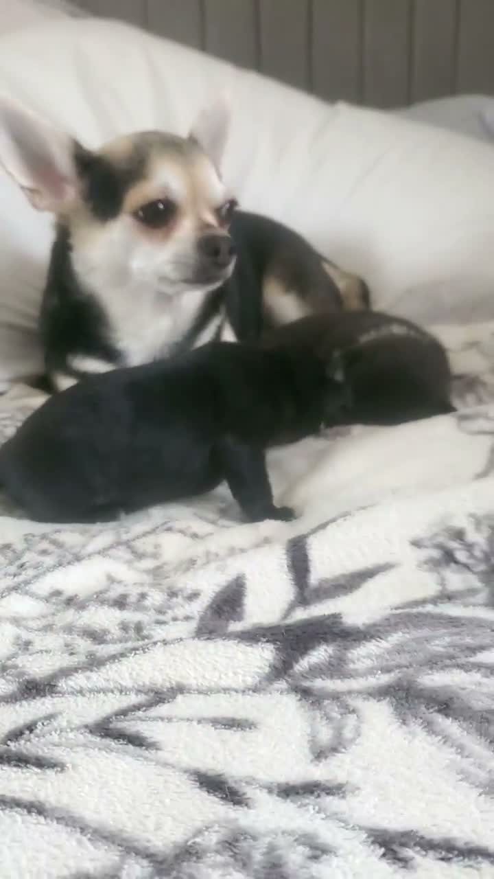 Pomchi dogs for sale: Bruce  - Video 4