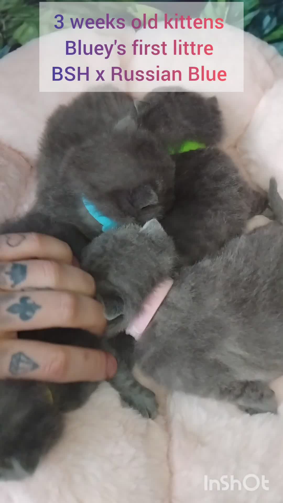 British Shorthair cats for sale: British Shorthair x Russian Blue  - Video 1