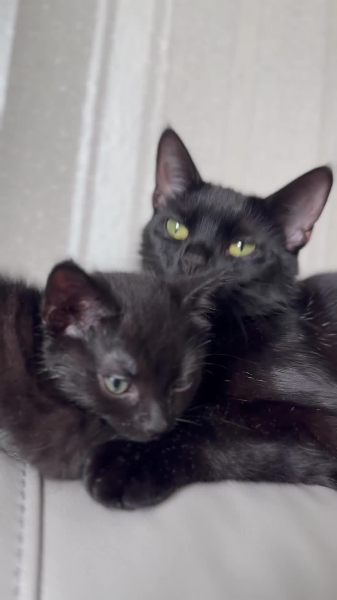 Domestic Shorthair cats for sale: Sweet Black Kitten Ready for Forever Home 🐾 - Video 2