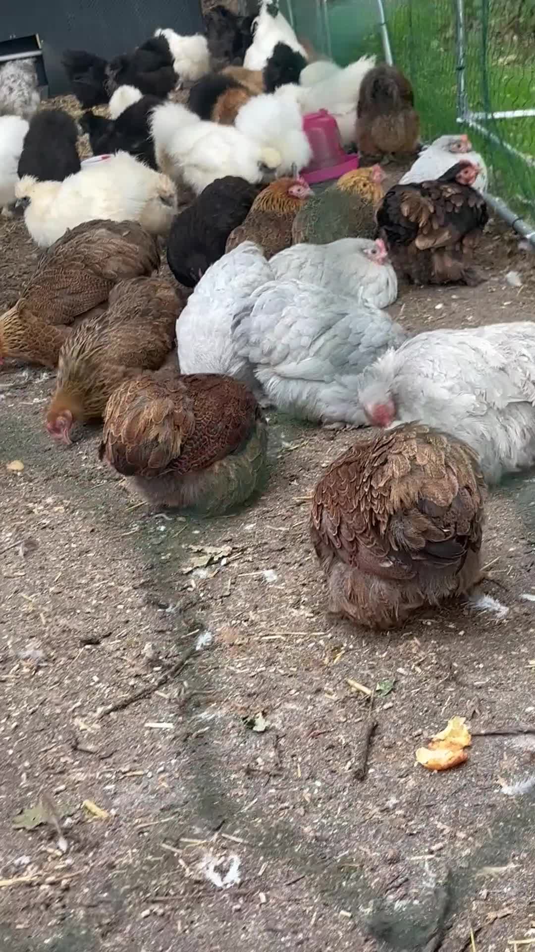 Chickens poultry for sale: Pekin bantam hens pol - Video 1