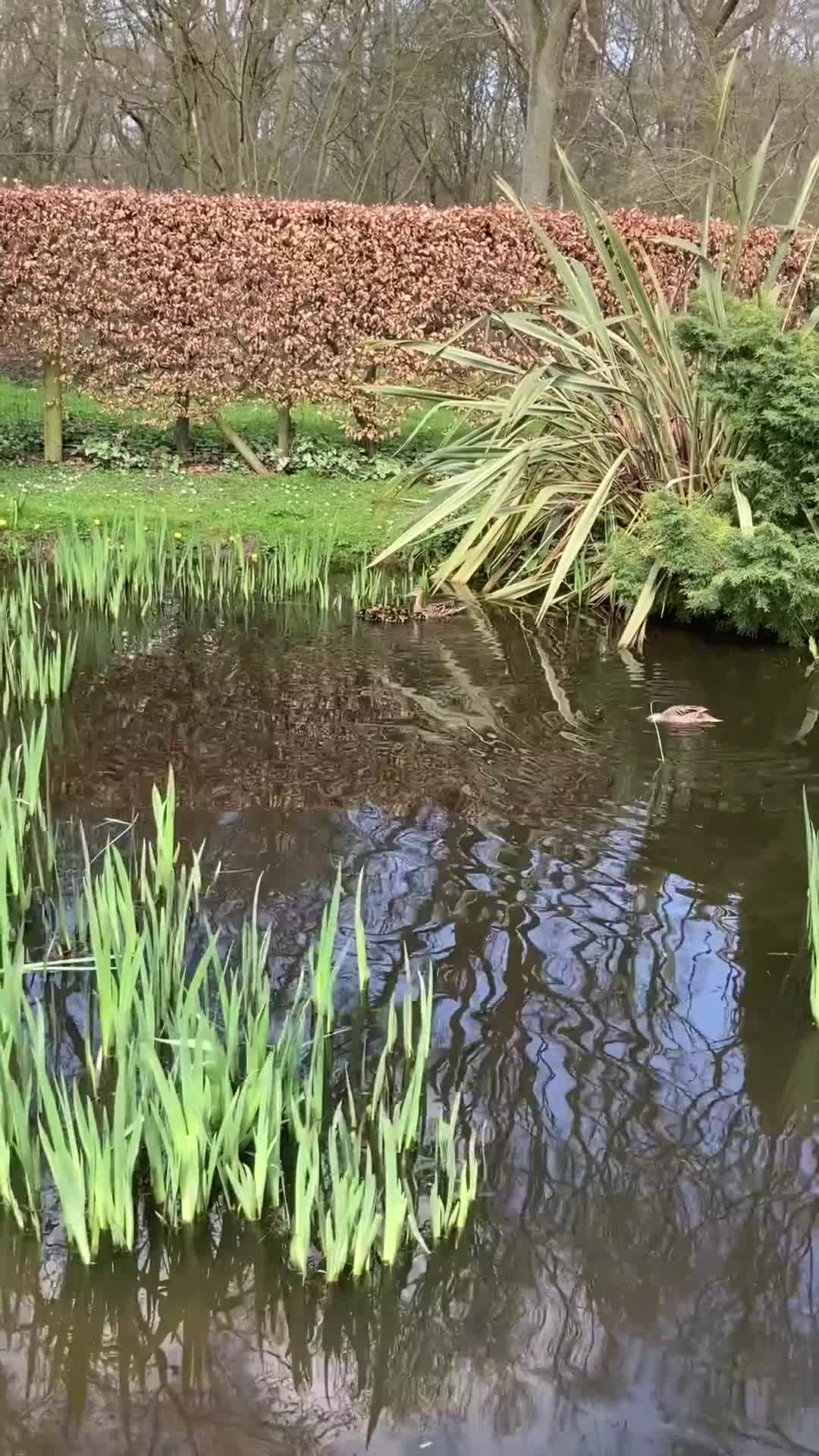 Geese poultry for sale: Various waterfowl ducks and geese - Video 1