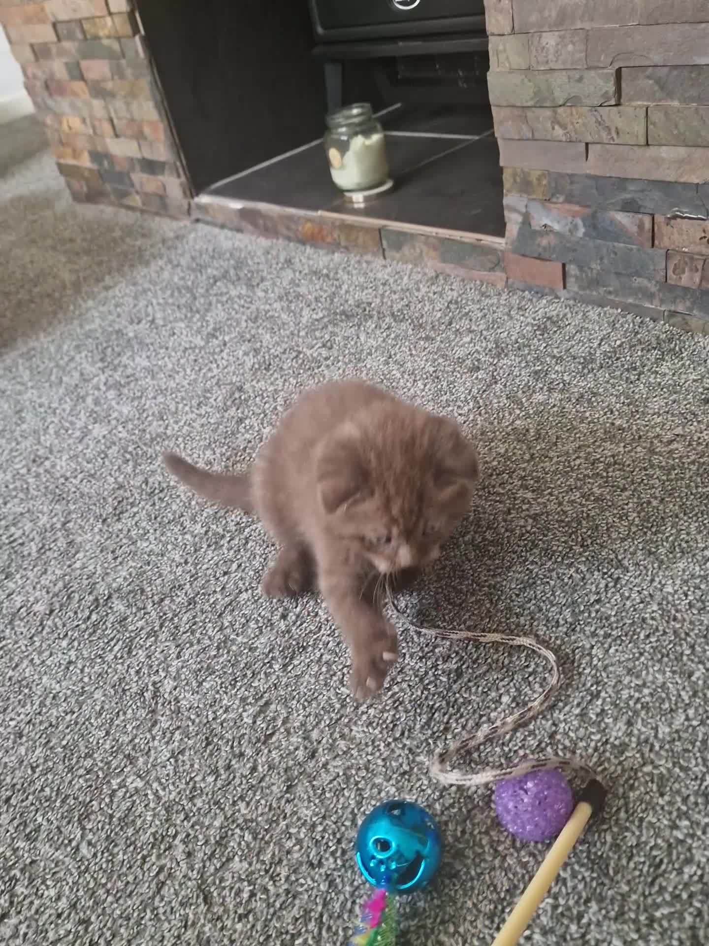 Scottish Fold cats for sale: Stunning TICA Registered Babies - Video 4