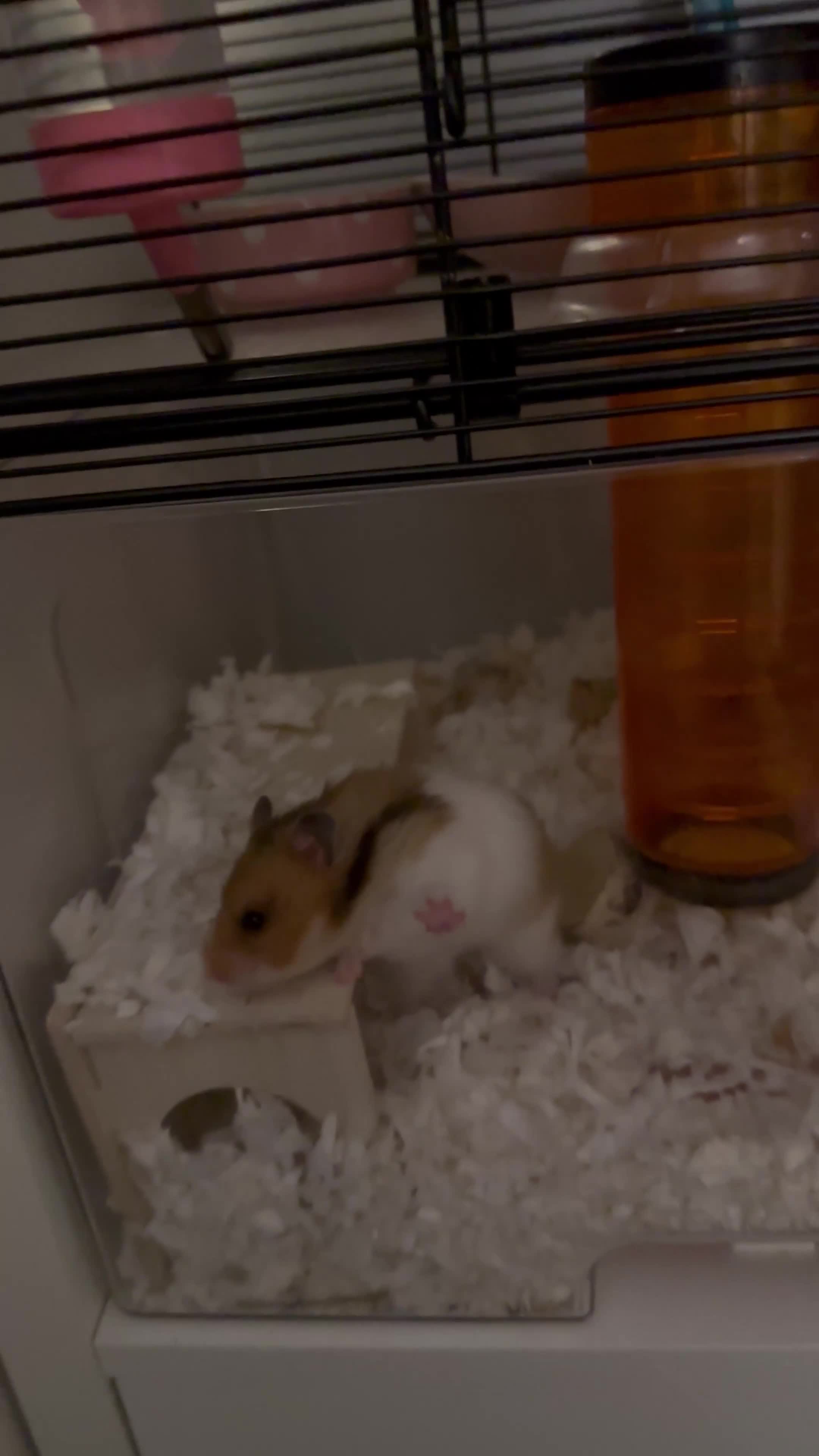 Hamster rodents for sale: Syrian Hamster  - Video 1