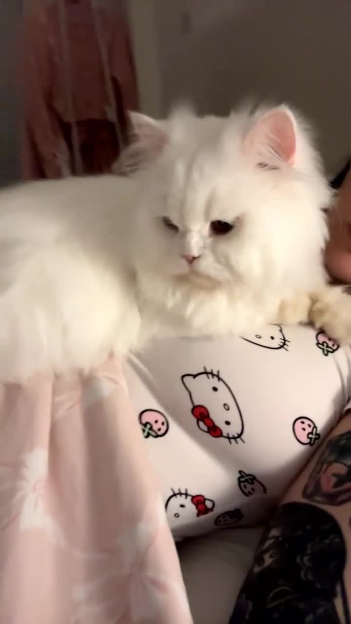 British Longhair cats for sale: Beautiful rare British longhair boy 🩵 - Video 2