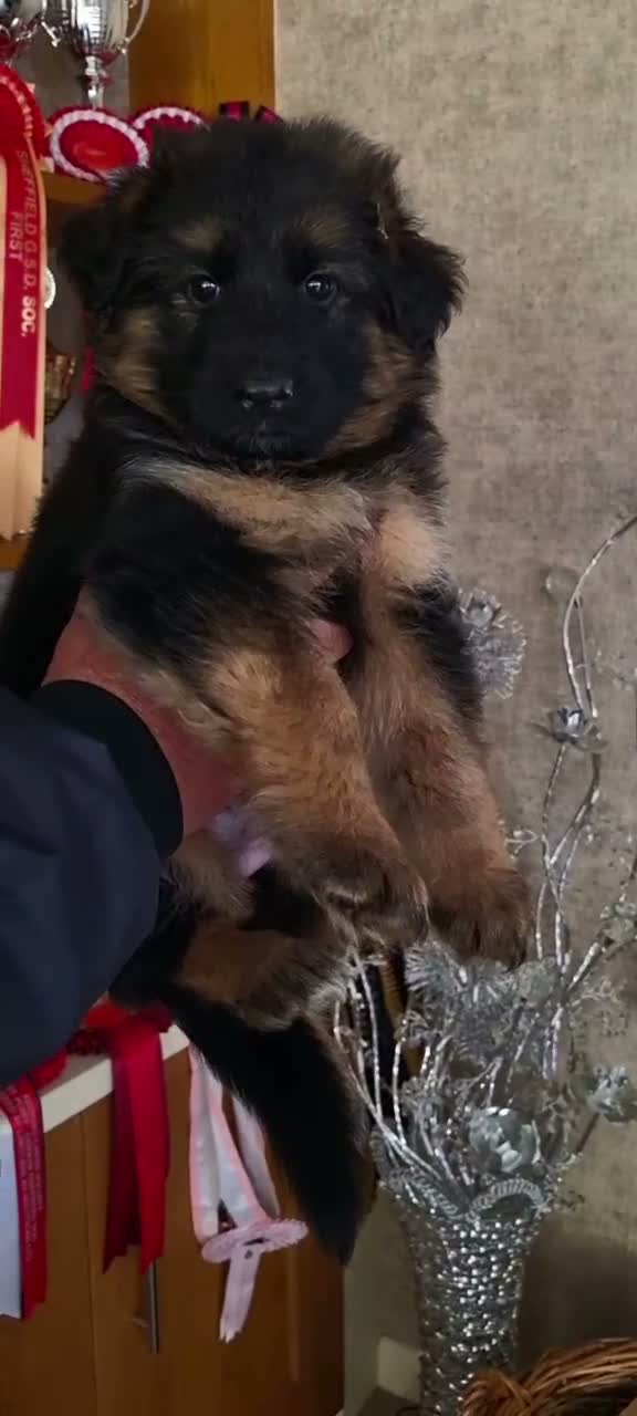 German Shepherd dogs for sale: Exceptional litter for sale, Superb Bloodlines  - Video 1