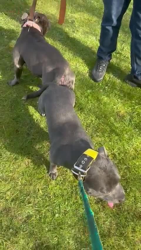 Staffordshire Bull Terrier dogs for sale: OUR PUP REGGIE KC BLUE STAFFORDSHIRE BULL TERRIER - Video 1