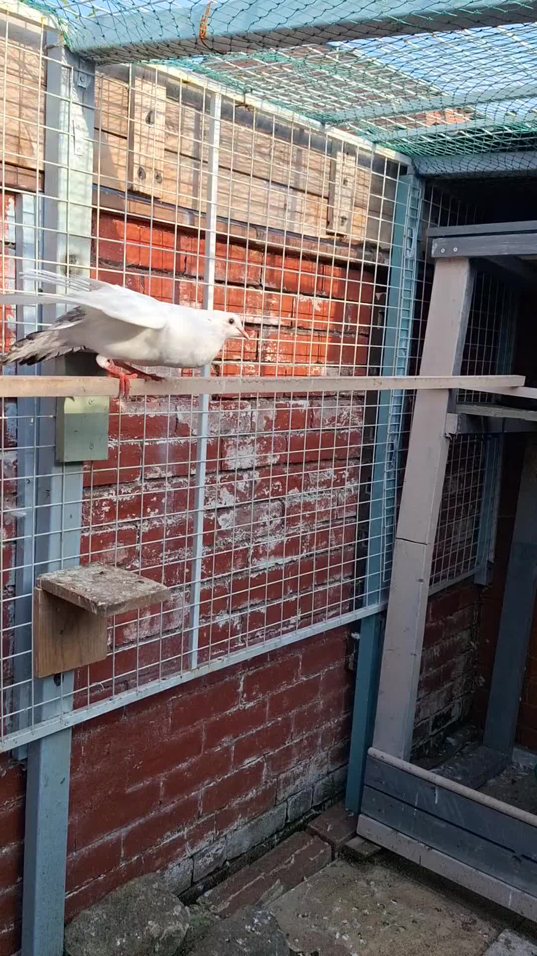 Pigeons birds for sale: 7 Pigeons for sale - Video 1
