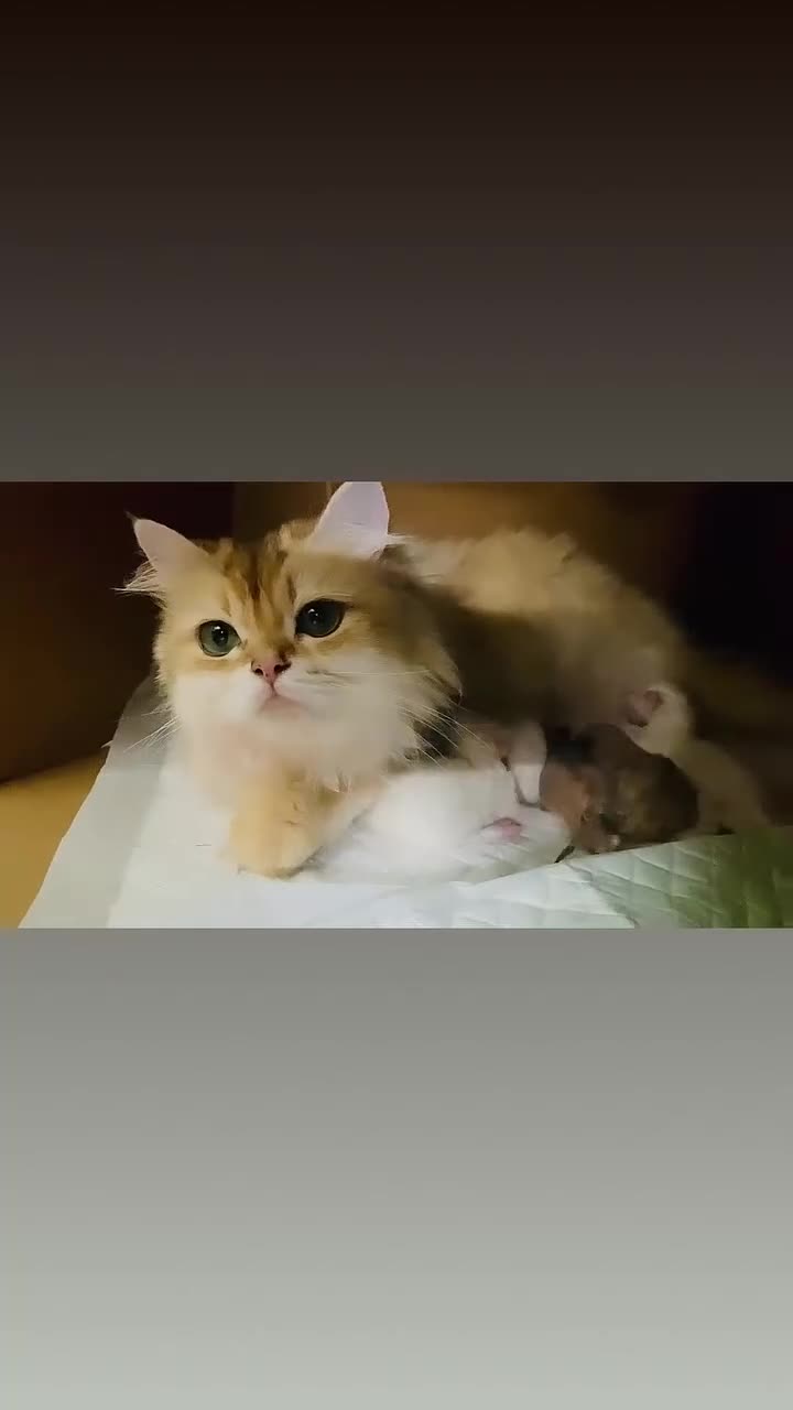 British Longhair cats for sale: 🐾🤩❤️Gold Angels - tiny stars 🐾❤️🐱 - Video 1