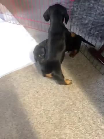 Dachshund dogs for sale: Standard dachshund's  - Video 1