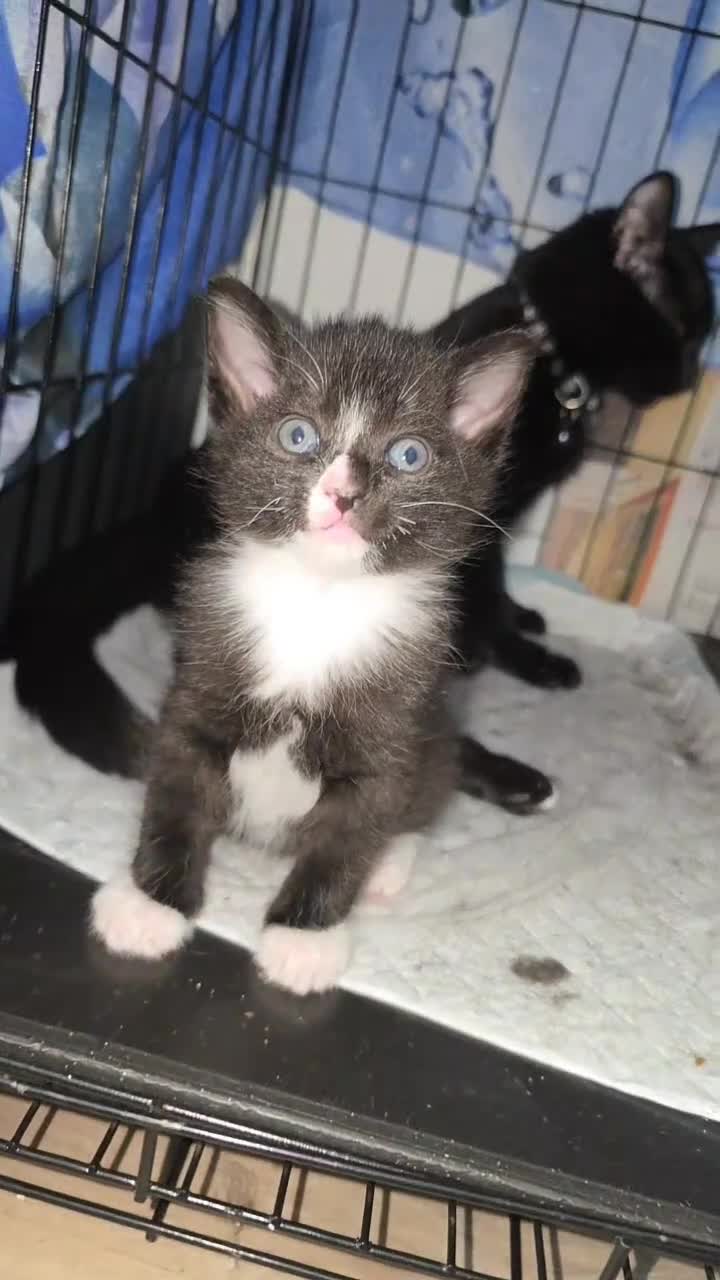 Mixed Breed cats for sale:  Fluffy kittens  - Video 1
