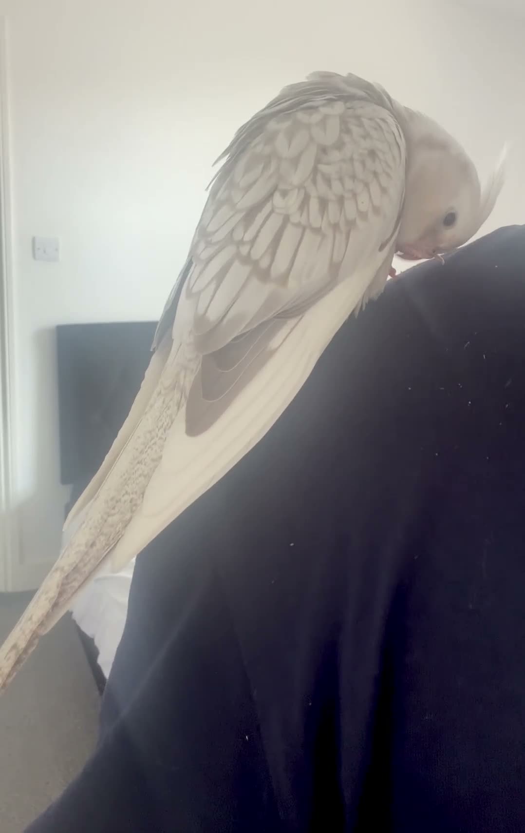 Cockatiels birds for sale: Hand Reared White Pied Baby Cockatiel  - Video 2