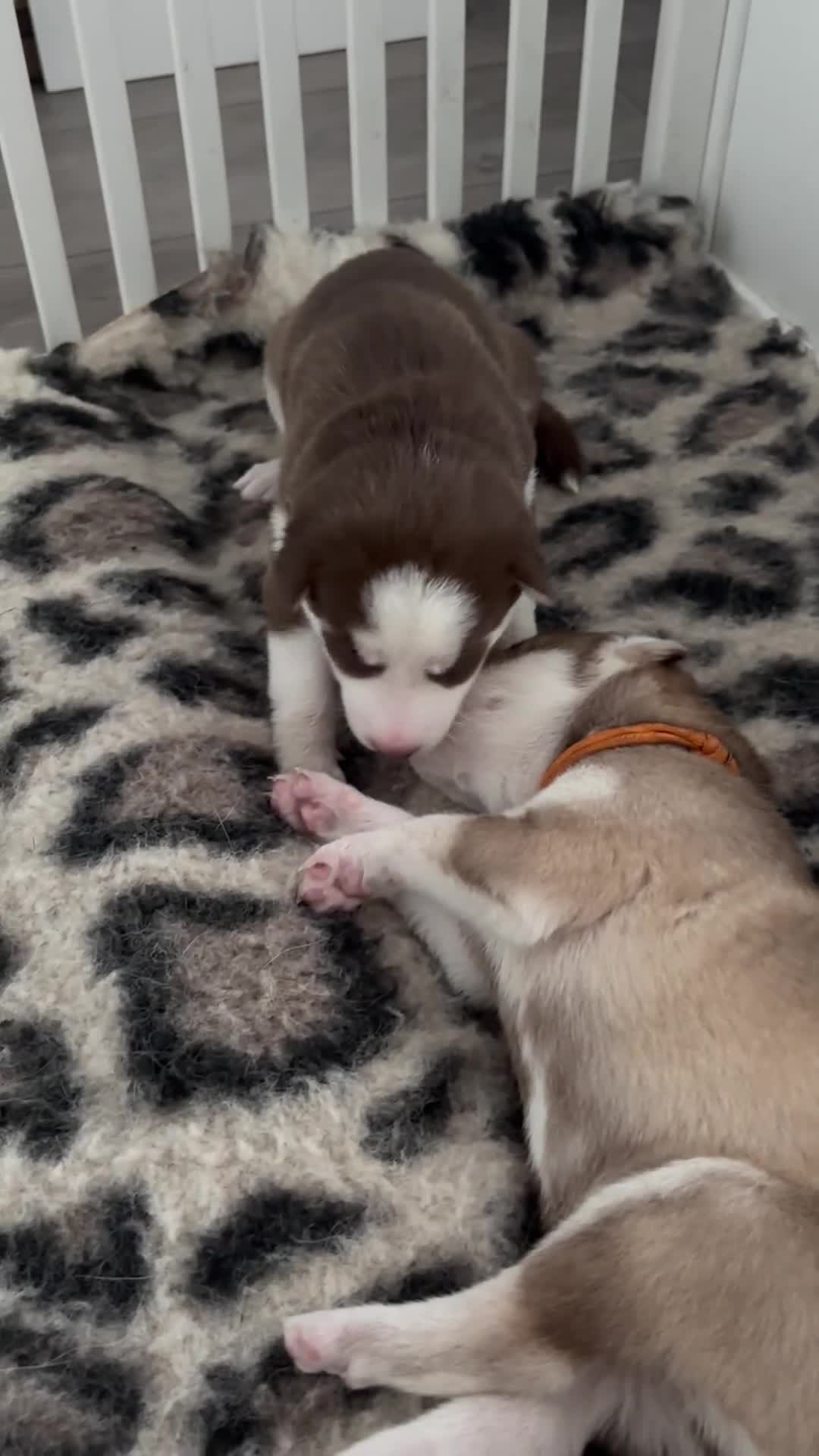 Siberian Husky dogs for sale: Siberian huskies  for sale  - Video 4