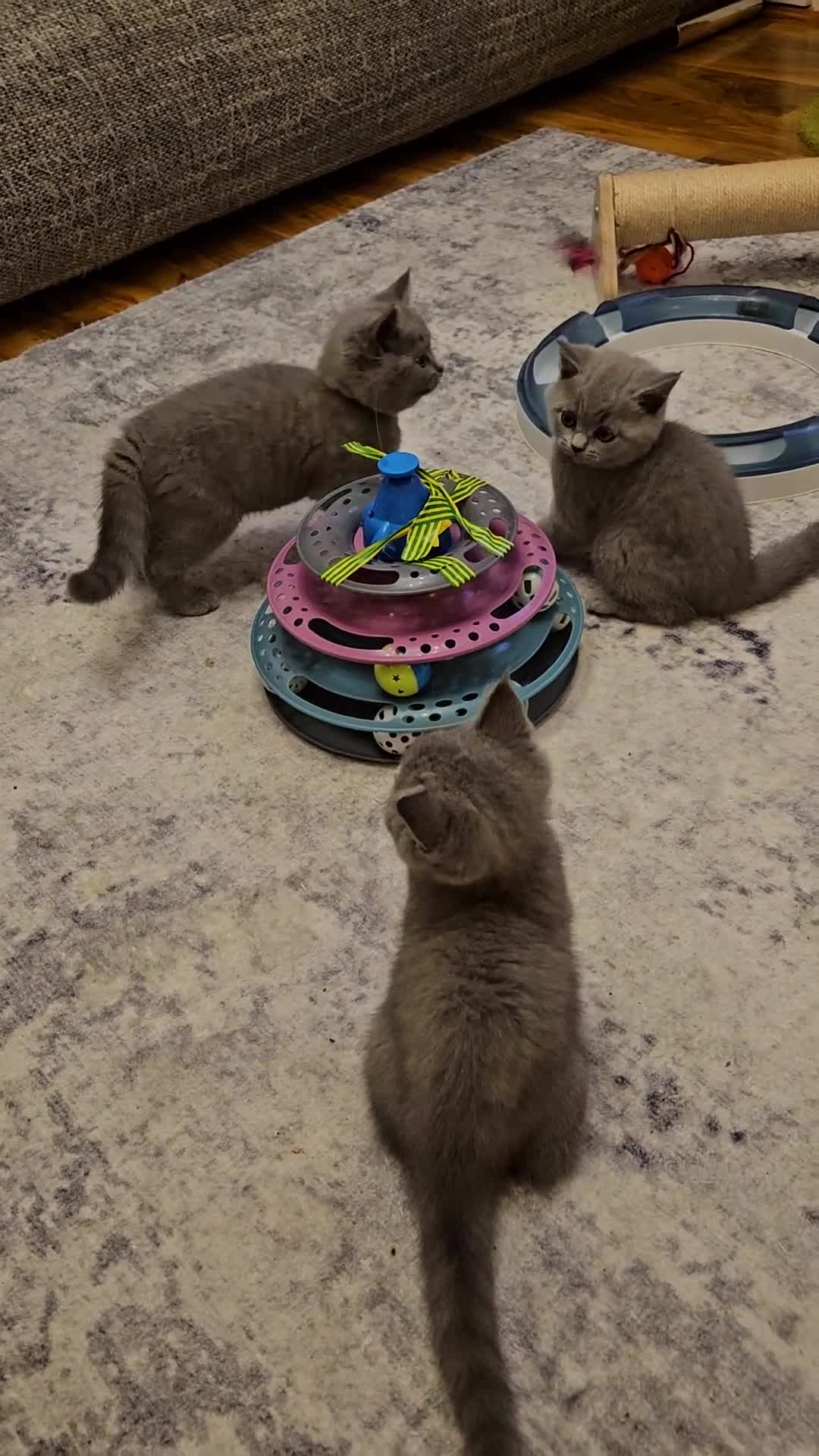 British Shorthair cats for sale: British Blue Shorthair kittens, GCCF pedigree - Video 5