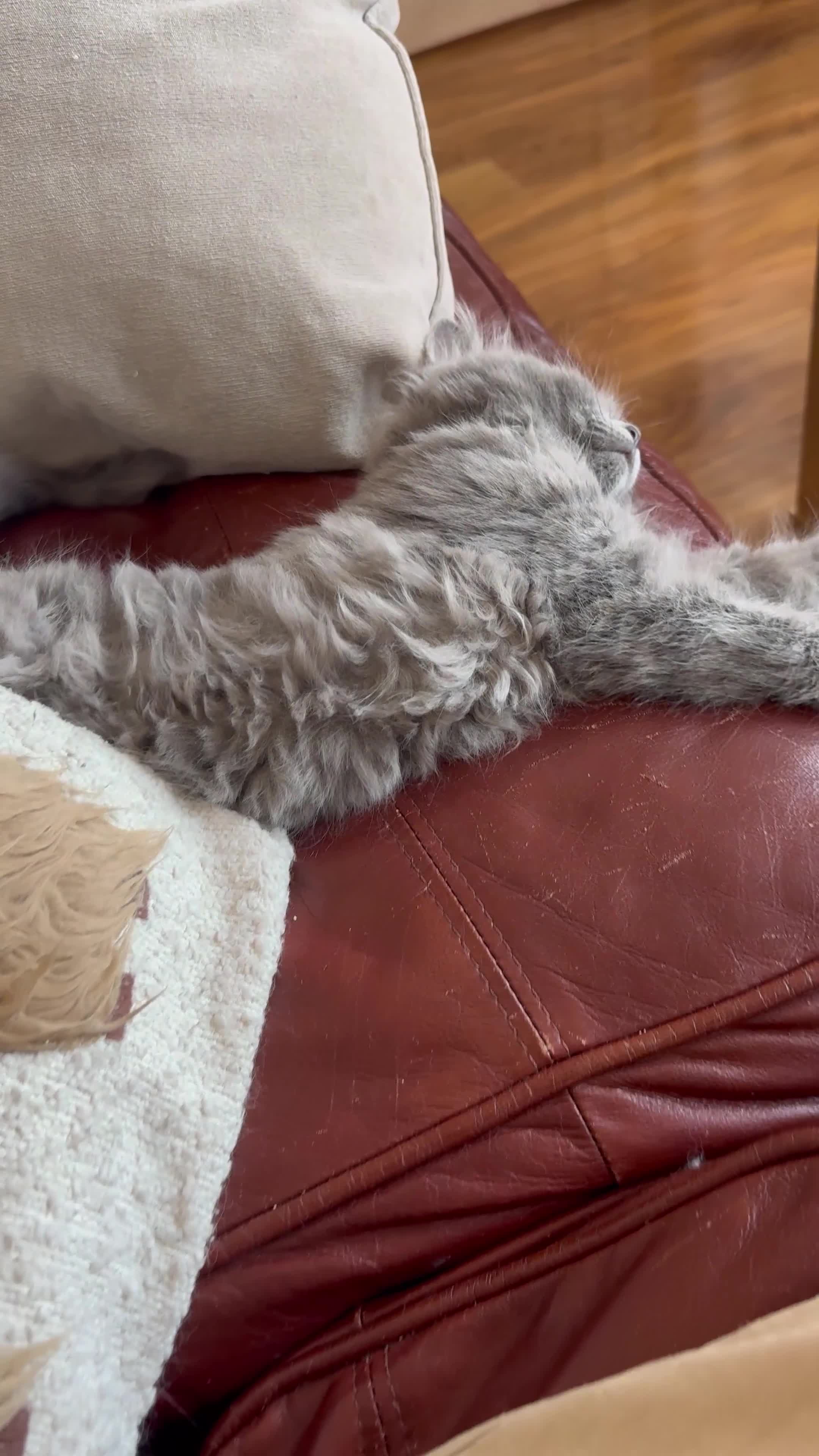 RagaMuffin cats for sale: Beautiful Ragamuffin (Ragdoll x BSH) kittens - Video 1
