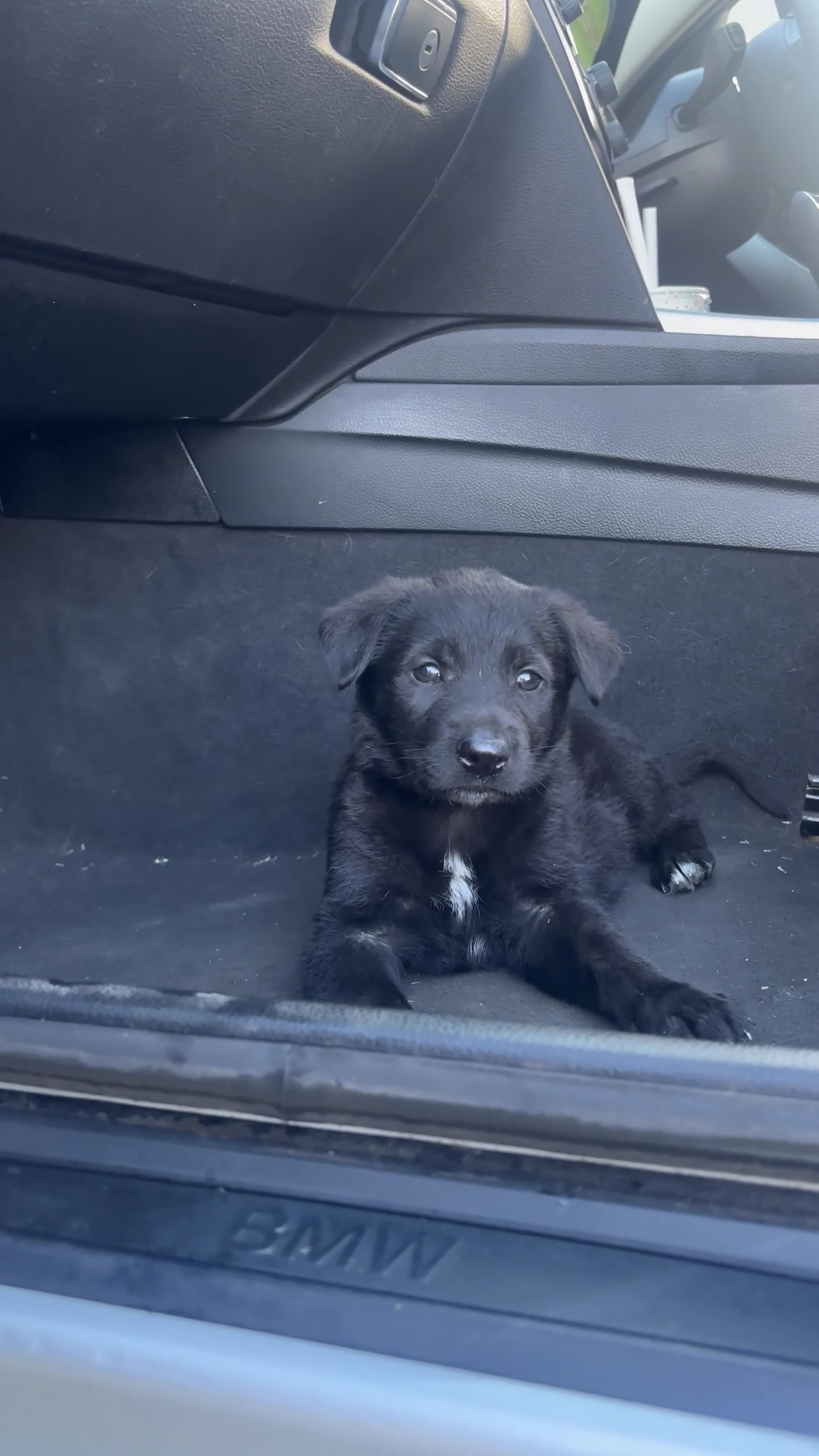 Shepsky dogs for sale: syberian huskyx malinois x german shepherd puppies in Gillingham - Video 2