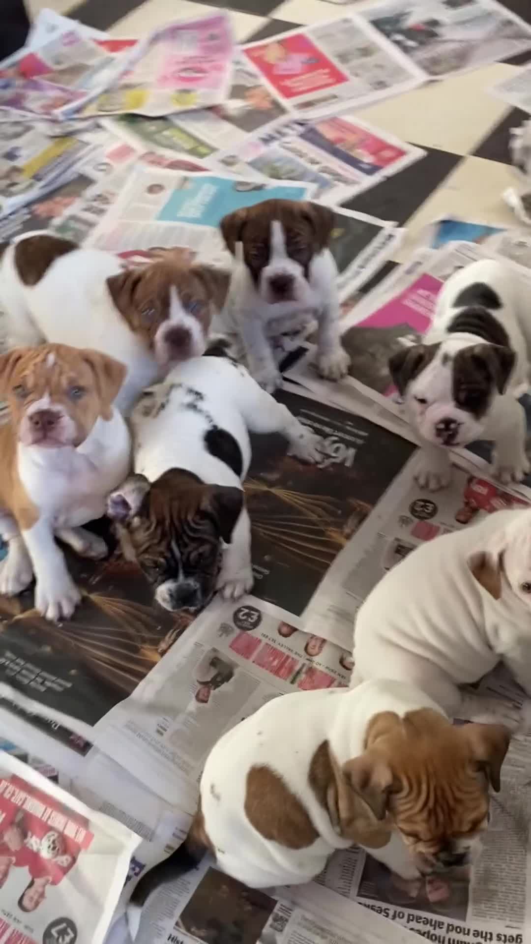 Alapaha Blue Blood Bulldog dogs for sale: 4 left absolute quality - Video 1