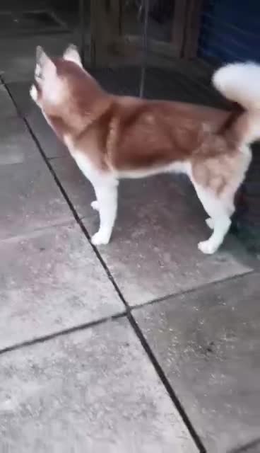 Siberian Husky dogs for stud: Nero  - Video 1