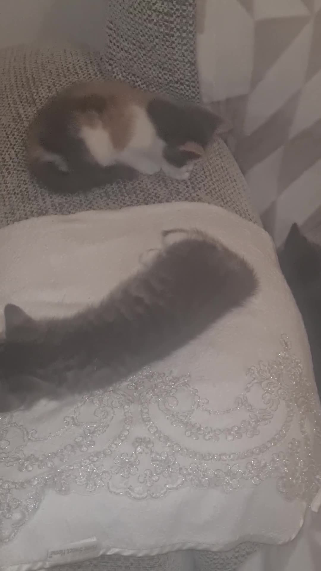 Mixed Breed cats for sale: 5 beautiful tabby kittens  - Video 2