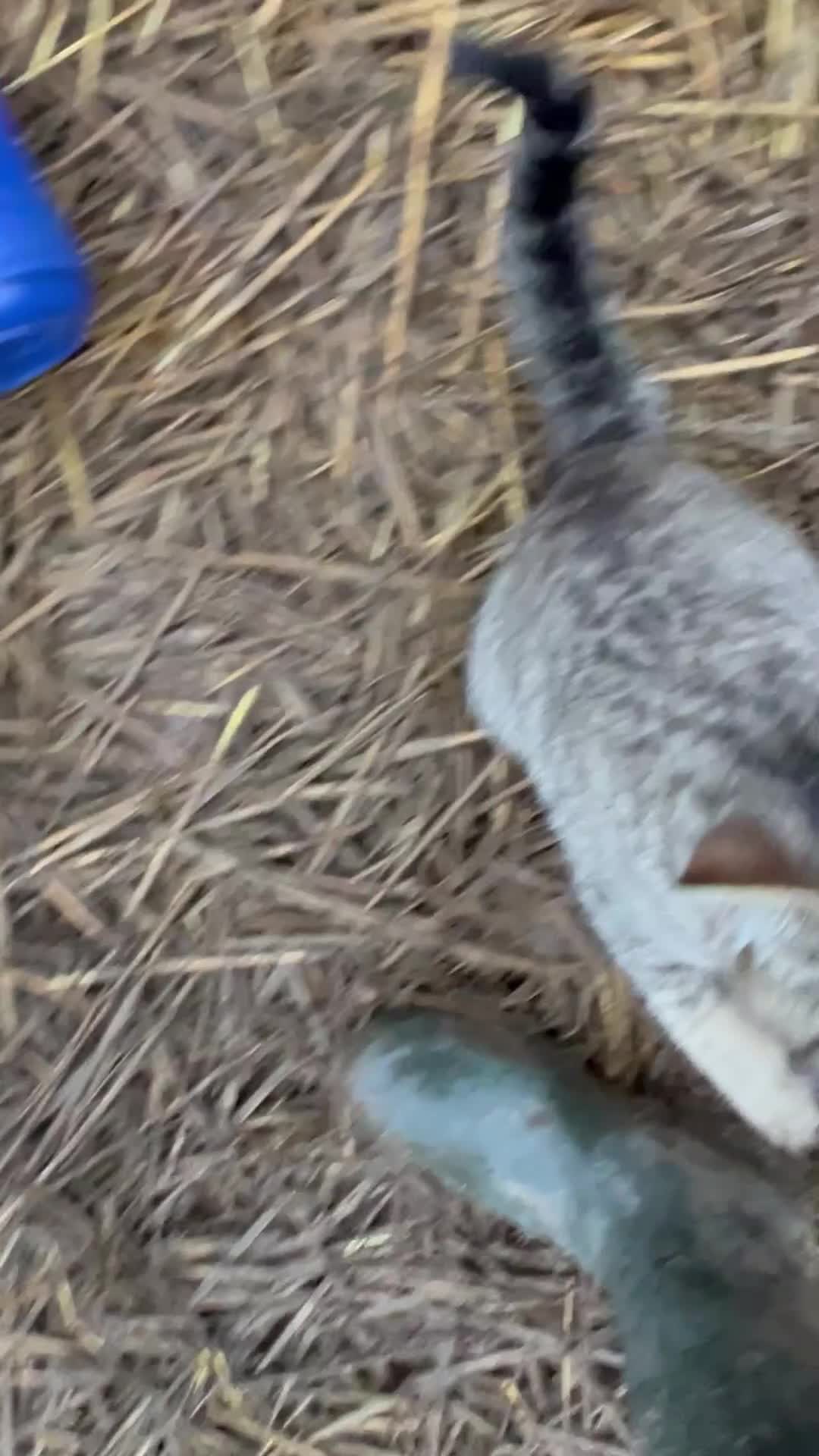 Mixed Breed cats for sale: 2 Barn Cats 6 months old - Video 1