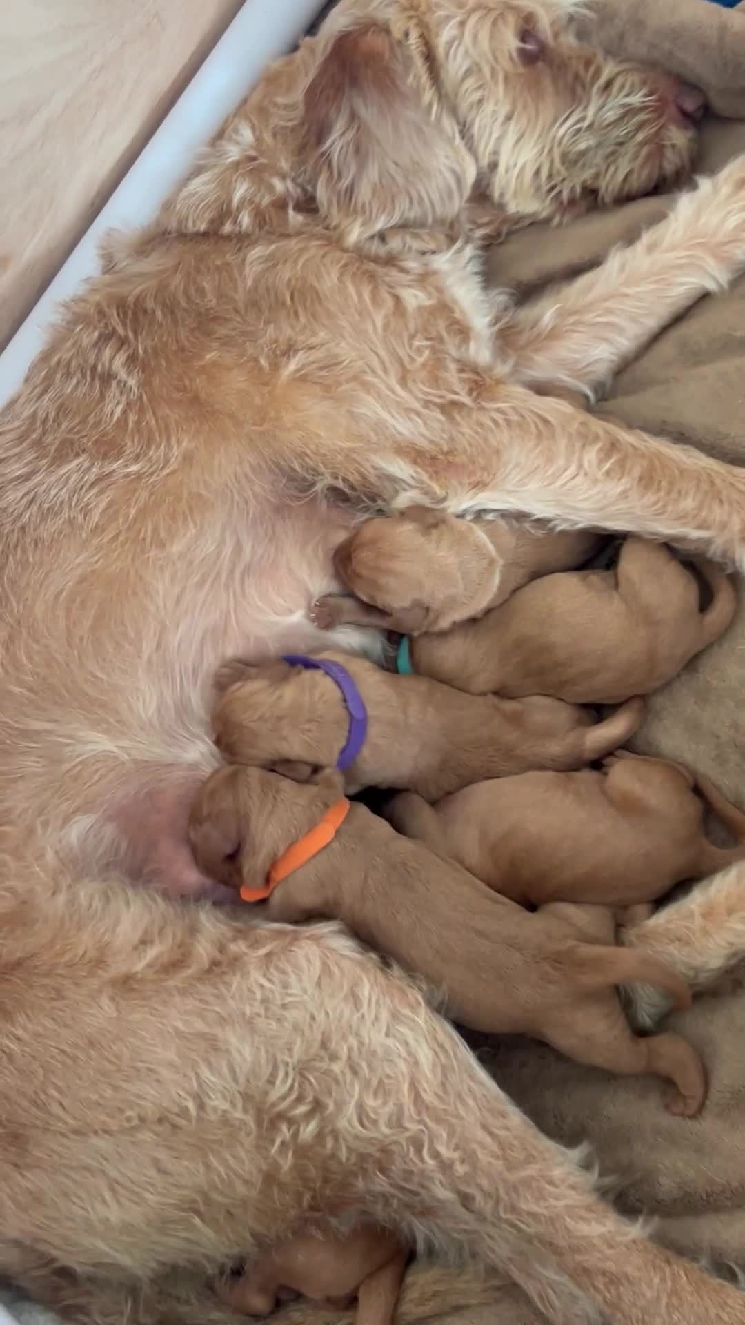 Hungarian Vizsla dogs for sale: Wirehaired Hungarian Vizsla in Doncaster - Video 1