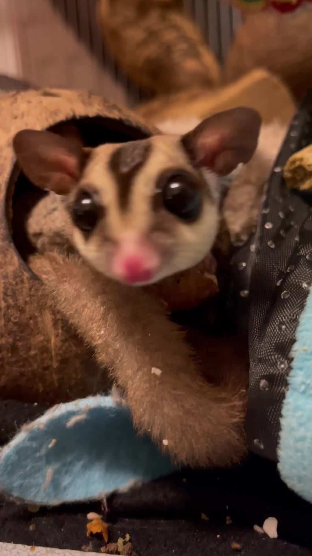 Sugar Glider rodents for sale: Male Sugar Gliders approx a year old  - Video 1