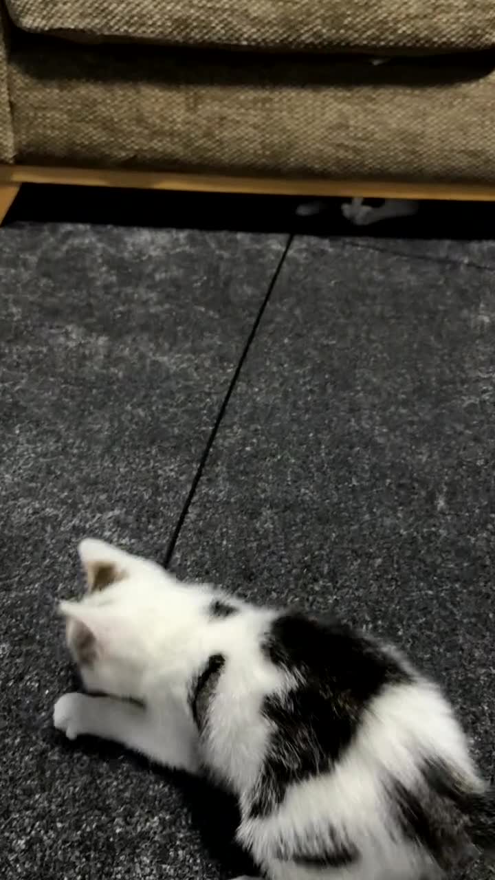 Mixed Breed cats for sale: Kittens for sale - Video 3