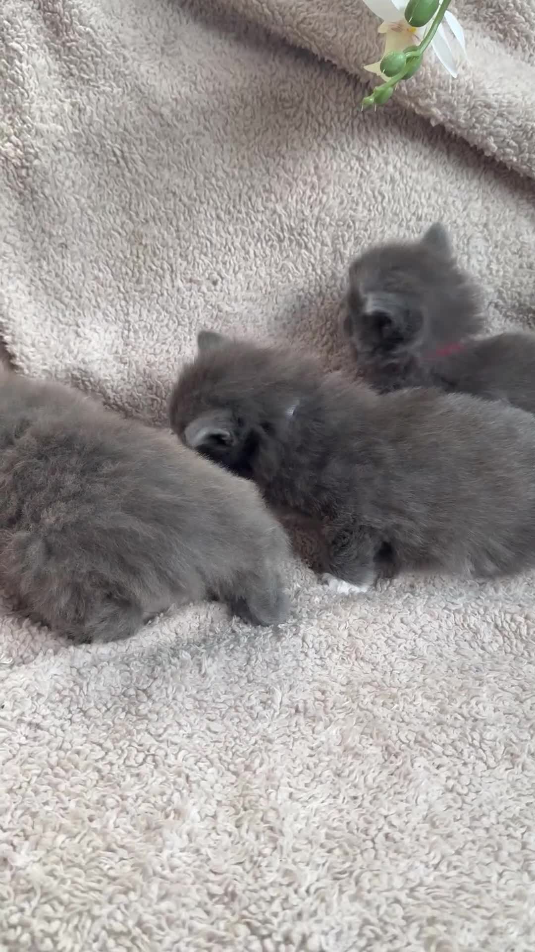 Maine Coon cats for sale: Adorable Blue Maine coon kittens - Video 1