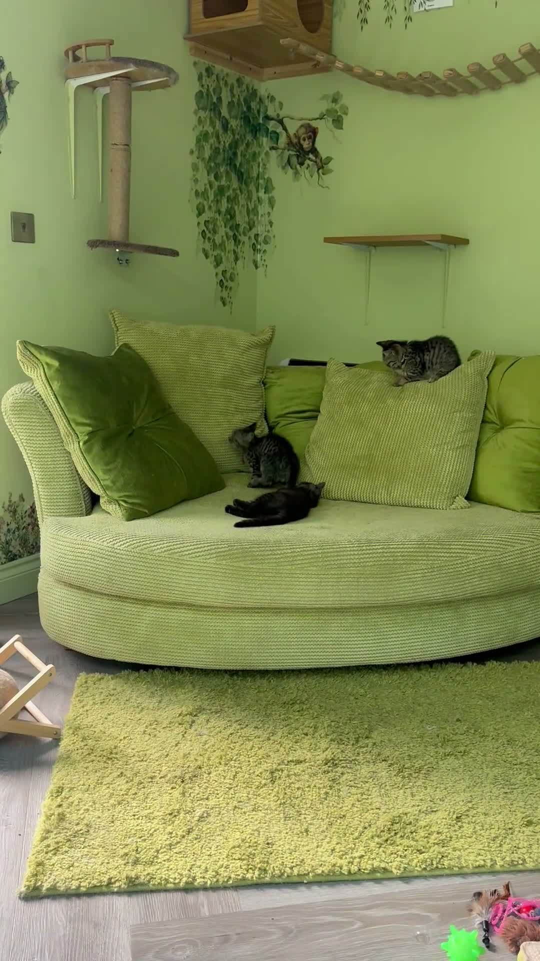 Scottish Fold cats for sale: Scottish straight kittens registered  - Video 1