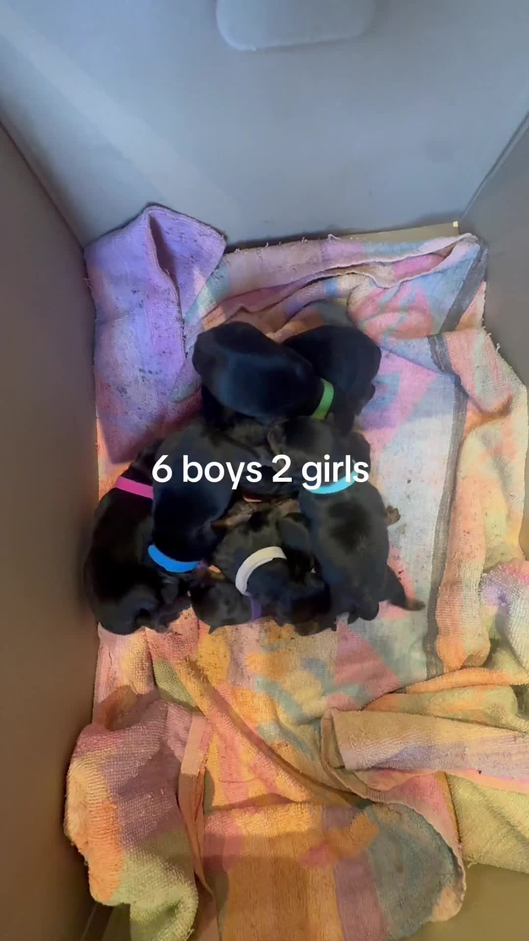 Rottweiler dogs for sale: Chunky Rotwieler pups for sale  in Manchester - Video 3