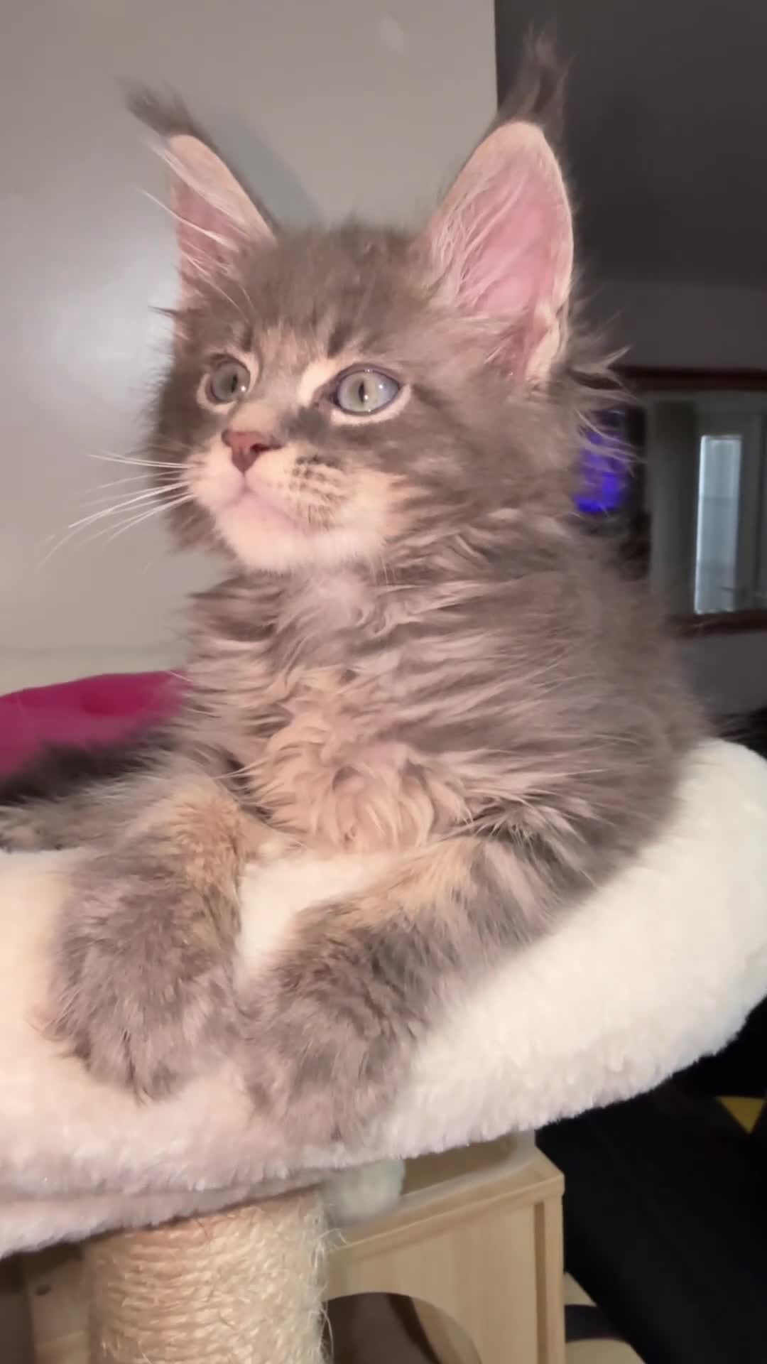 Maine Coon cats for sale:     Health Tested TICA Reg Maine Coon Kittens  - Video 2