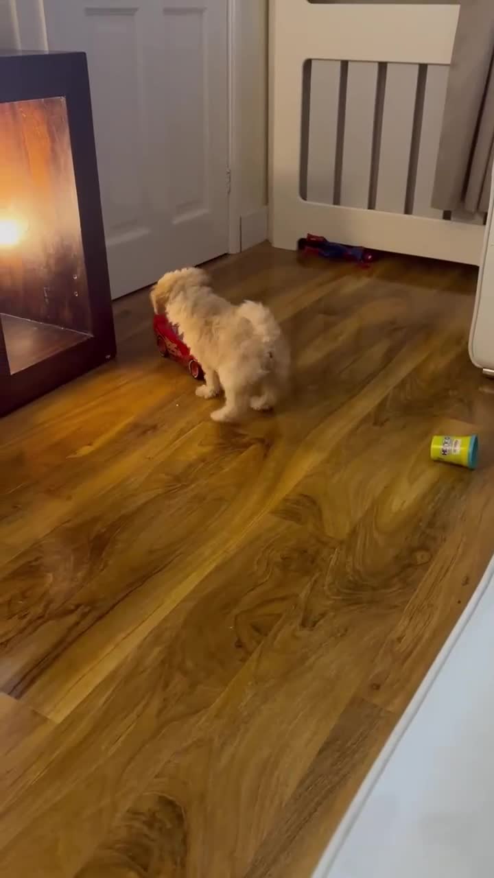 Toy Poodle dogs for sale: Stunning toy poodle - Video 1