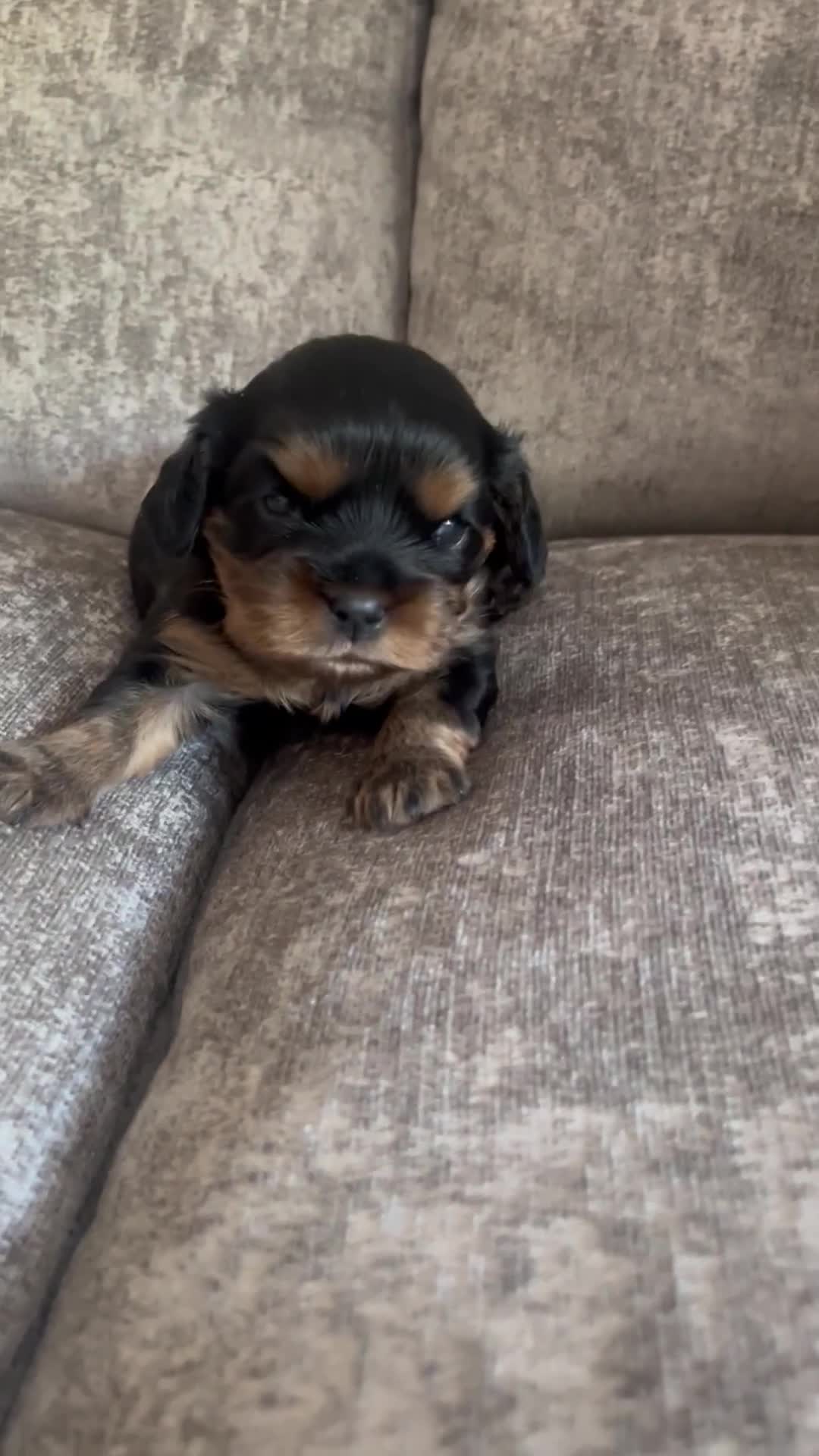 Cavalier King Charles Spaniel dogs for sale: Gorgeous King Charles cavalier pups🐶 - Video 2