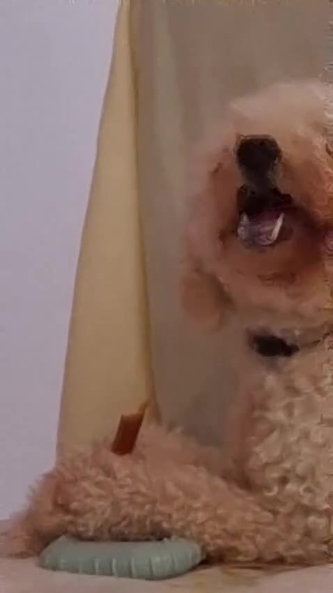 Toy Poodle dogs for sale: Beautiful, Loving Male Toy Poodle Available Now - Video 1