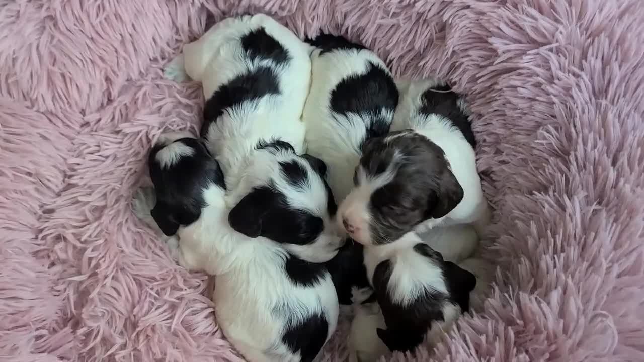 Cockapoo dogs for sale: Parti Roan F1 Cockapoos. Choc & Black. DNA Tested  - Video 1