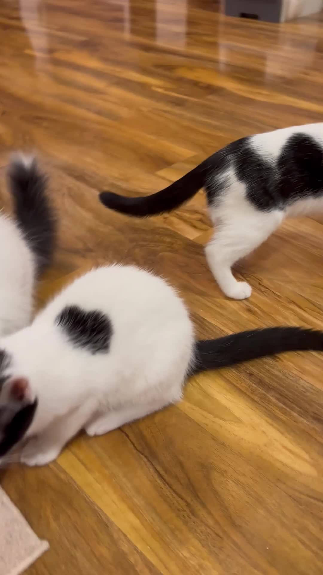 Domestic Shorthair cats for sale: 2 kittens for sale £80 both  - Video 1