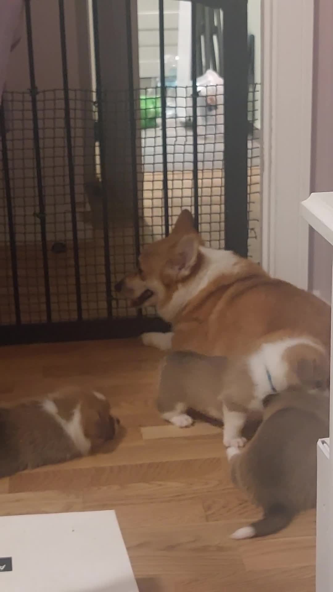 Welsh Corgi Pembroke dogs for sale: 3 Cuddly Corgi Pups for Sale; 2 males, 1 female - Video 2