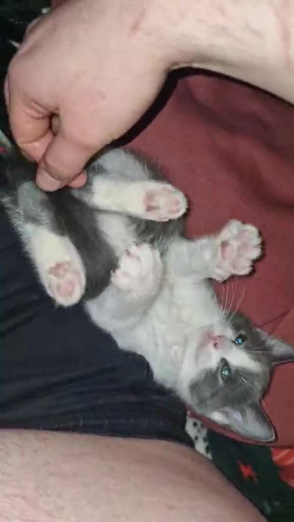 Mixed Breed cats for sale: Pretty grey and white boy for sale - Video 1