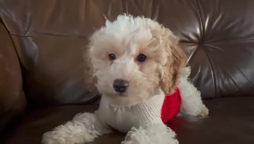 Cavapoo dogs for sale: Beautiful F2 cavapoo girls  - Video 1
