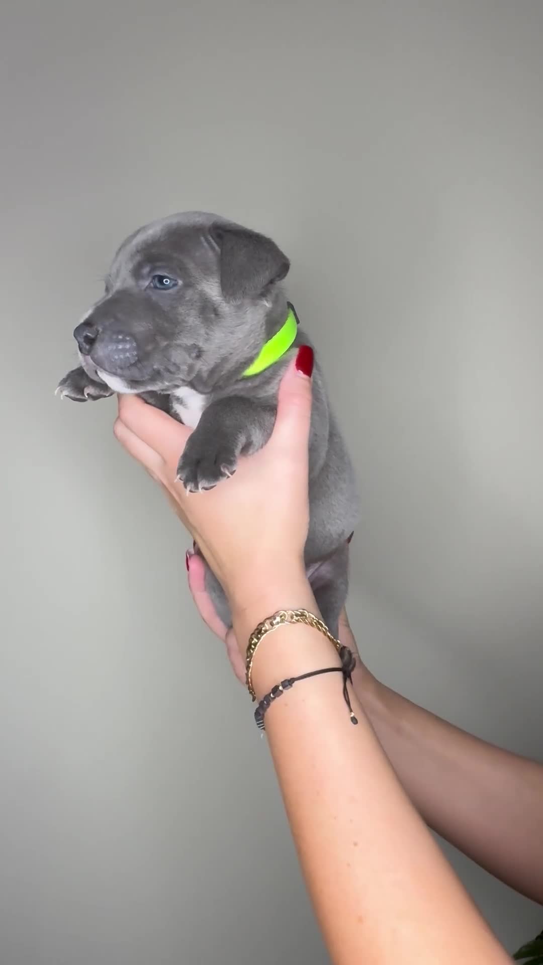 Staffordshire Bull Terrier dogs for sale: Stunning Blue Staffie Puppies 🐾  - Video 3
