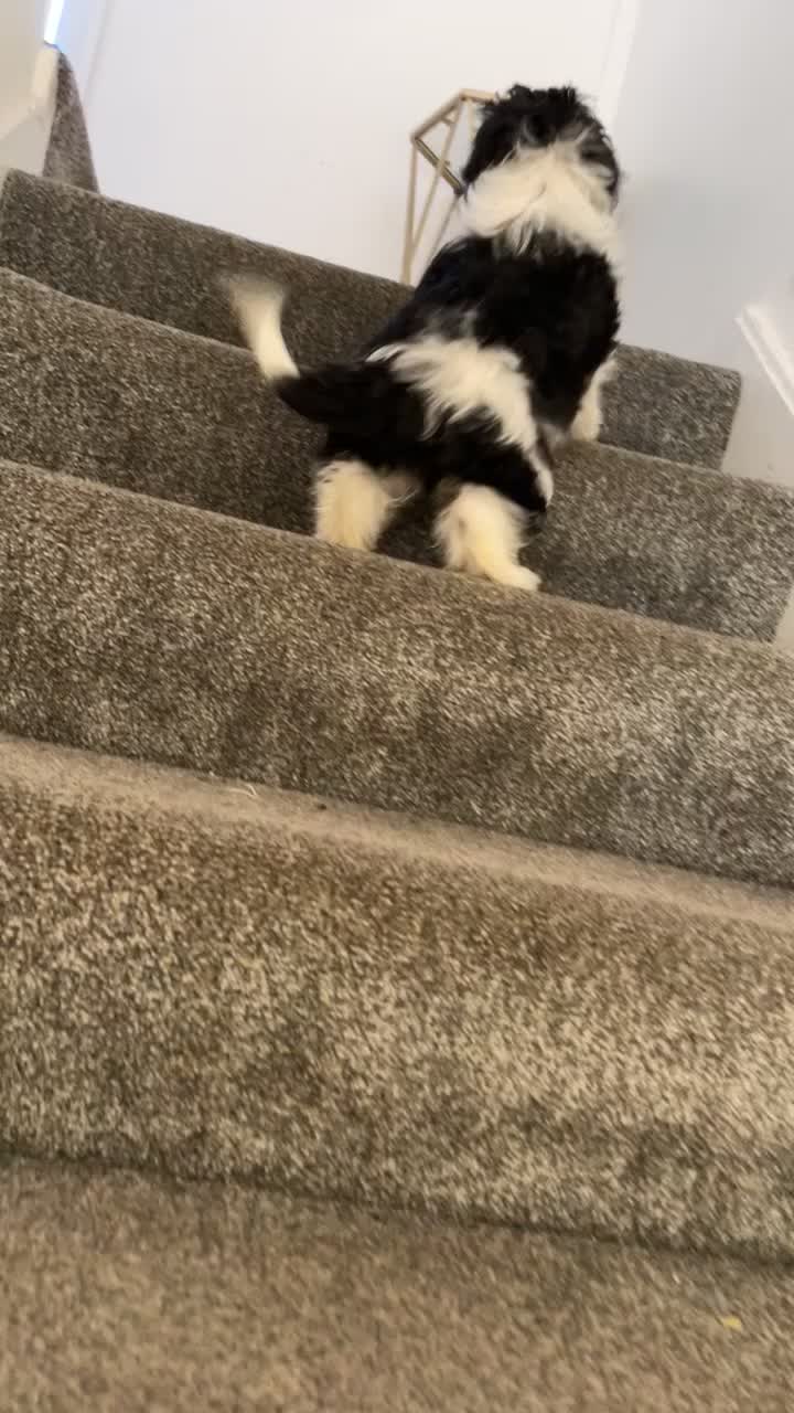 Cockapoo dogs for sale: Cockapoo girl  - Video 1