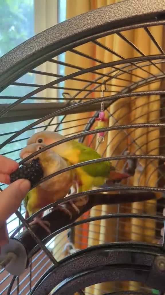 Conures birds for sale: Pineapple conures looking for new home.  - Video 1