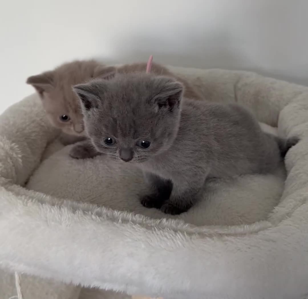 British Shorthair cats for sale: outstanding British shorthair kittens - Video 3