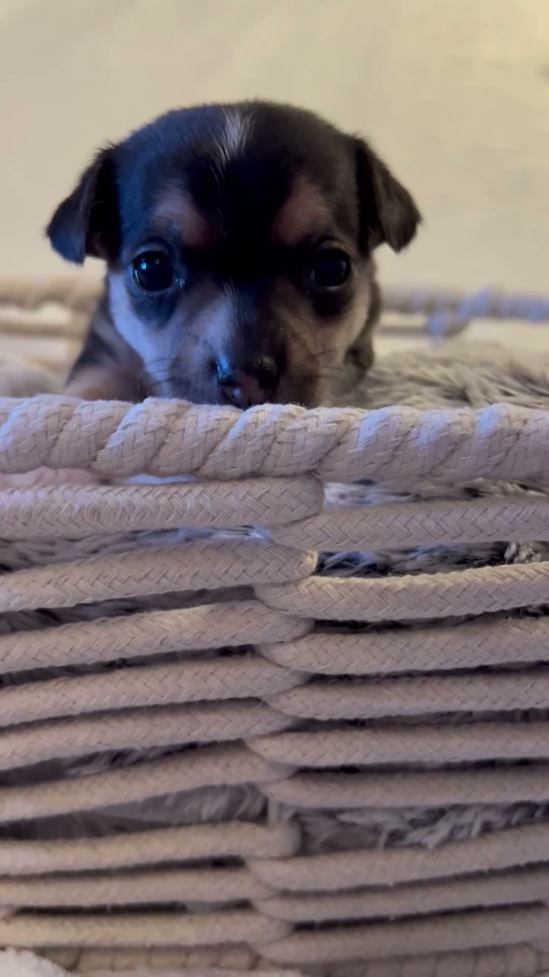 Chihuahua dogs for sale: Chihuahua puppies 3 boys & a girl for sale - Video 2