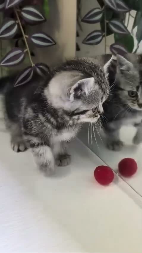 British Shorthair cats for sale: Show-Worthy Classic Silver Tabbies😻Pedigree BSH🤍 - Video 3