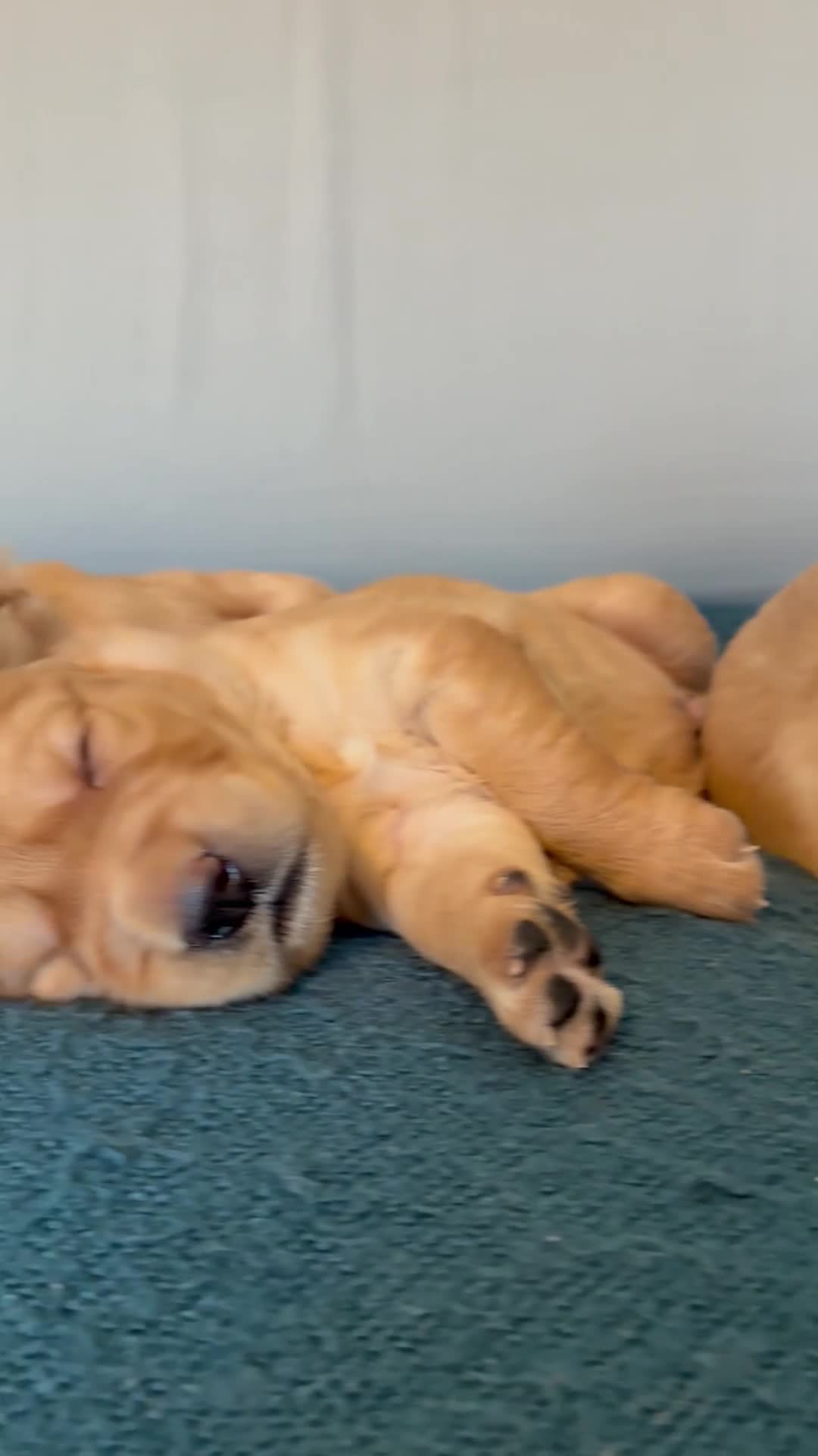 Golden Retriever dogs for sale: Beautiful KC Golden Retrievers  - Video 1