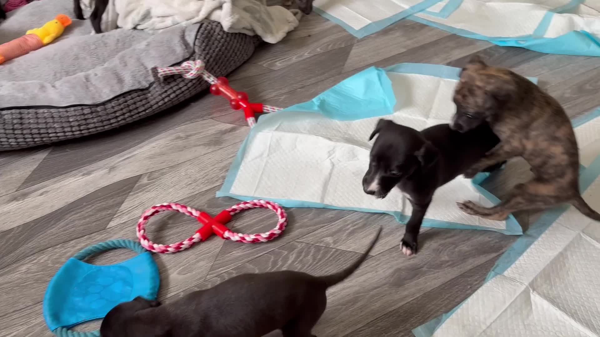 Whippet dogs for sale: Whippet puppies 4 left - READY TO LEAVE JULY 12th  - Video 3